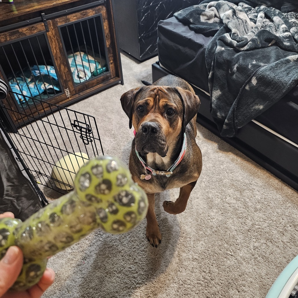 Rosie, an adoptable Bullmastiff in Colorado Springs, CO, 80907 | Photo Image 4