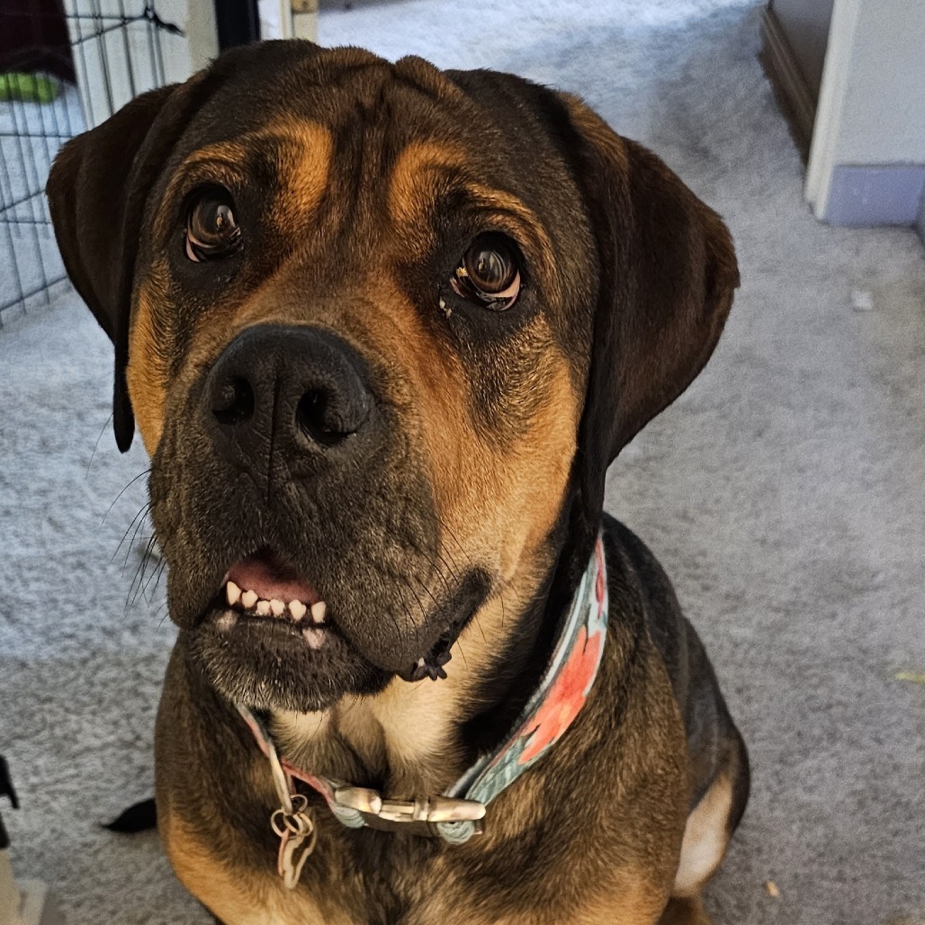 Rosie, an adoptable Bullmastiff in Colorado Springs, CO, 80907 | Photo Image 5