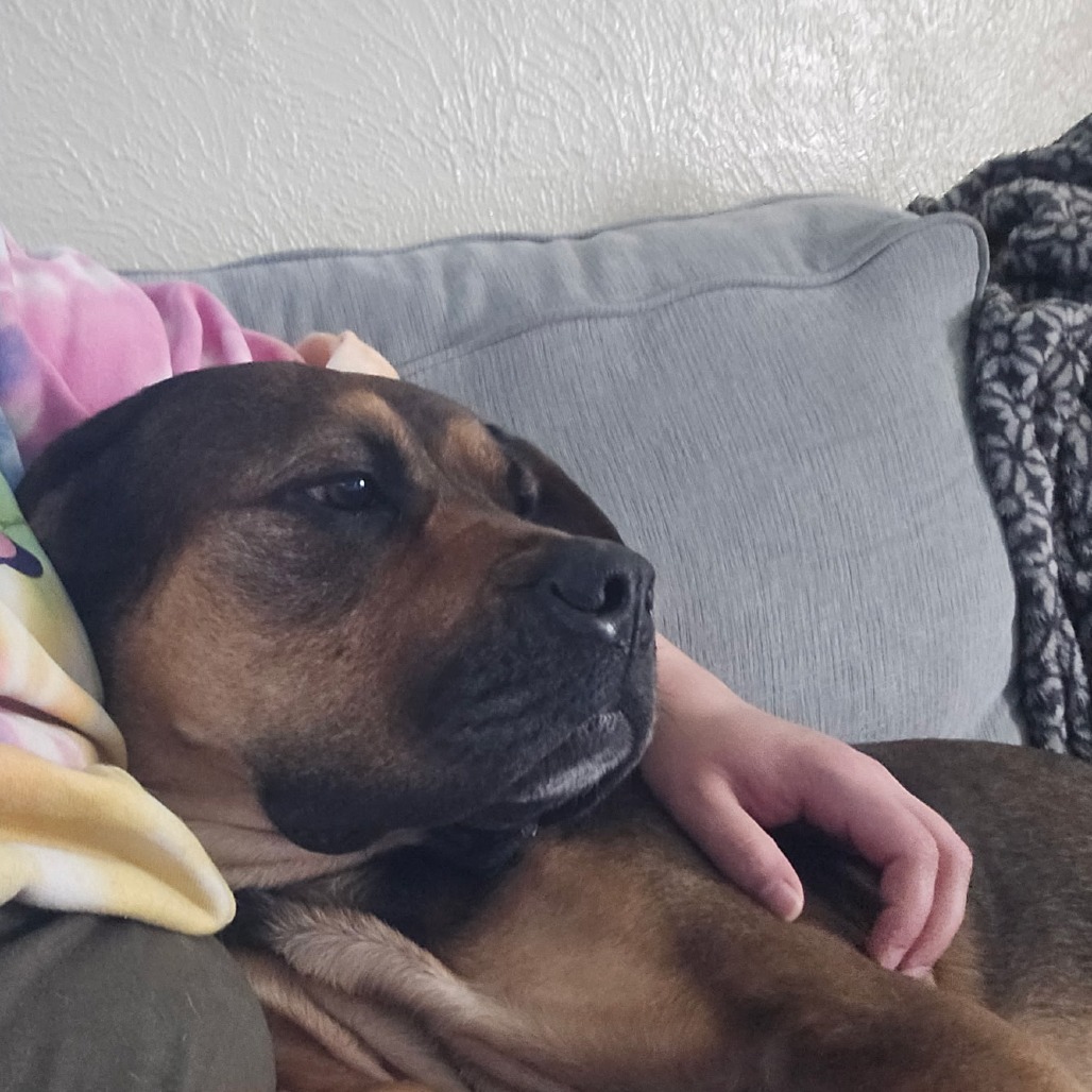 Rosie, an adoptable Bullmastiff in Colorado Springs, CO, 80907 | Photo Image 6