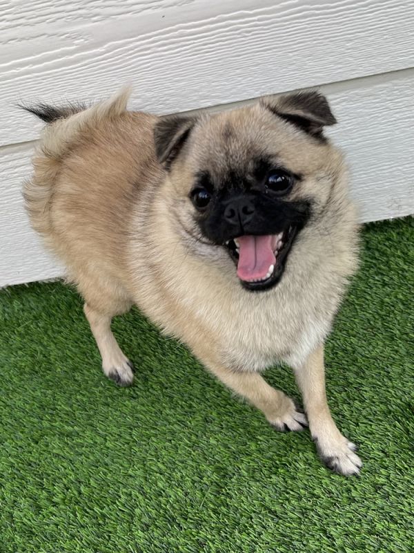 Babuska