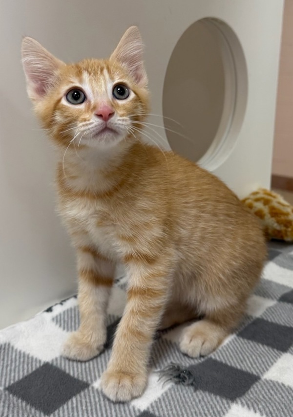 Winken, an adoptable Domestic Short Hair in Great Falls, MT, 59405 | Photo Image 1
