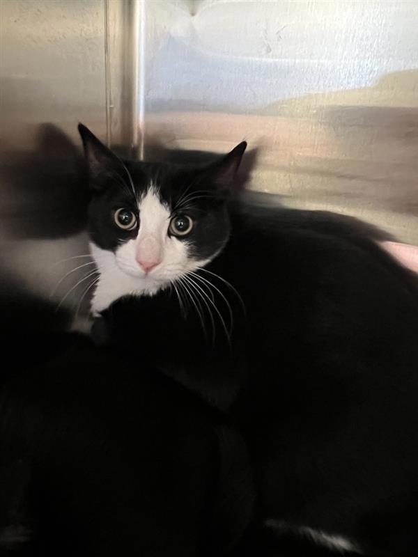 Marvin, an adoptable Domestic Short Hair in Great Falls, MT, 59405 | Photo Image 1