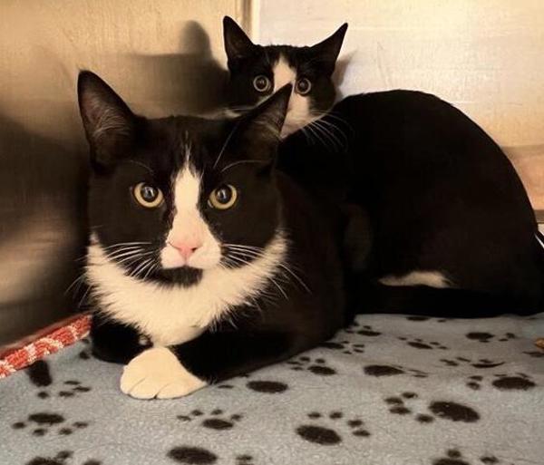 Wybie, an adoptable Domestic Short Hair in Great Falls, MT, 59405 | Photo Image 1