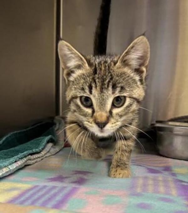 Charm, an adoptable Domestic Short Hair in Great Falls, MT, 59405 | Photo Image 2