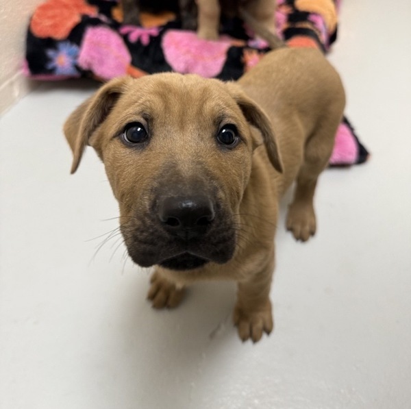 Eddie, an adoptable Mixed Breed in Great Falls, MT, 59405 | Photo Image 1