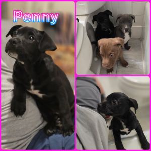 Penny