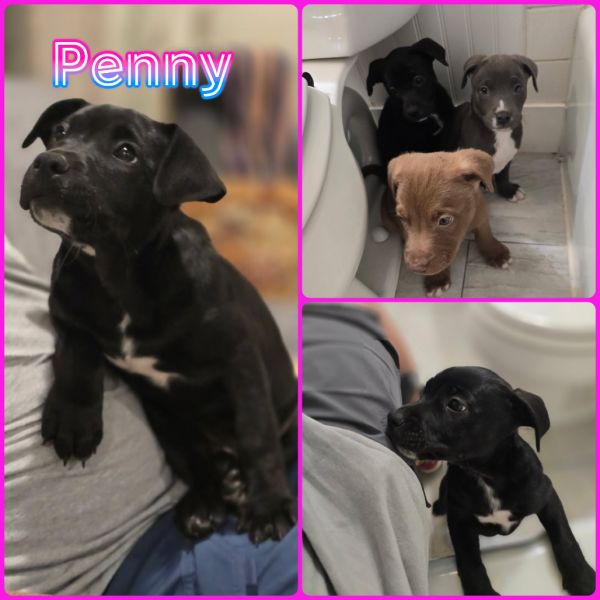 Penny
