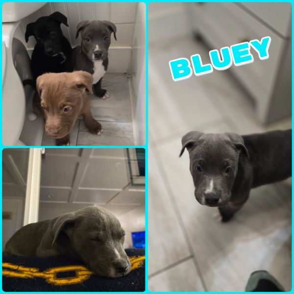 Bluey