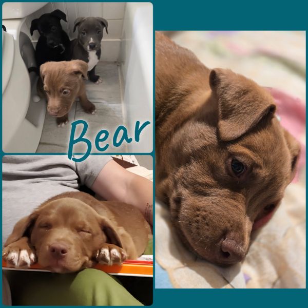 Bear