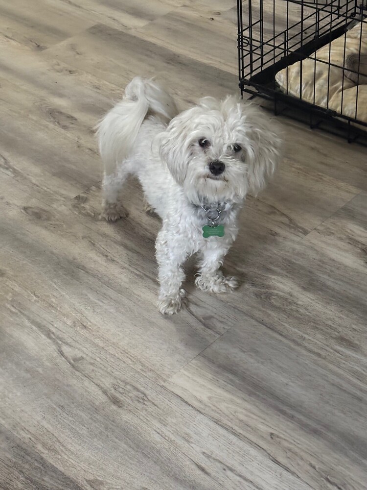 Milo