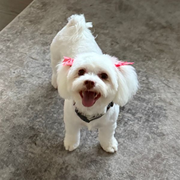 730 (2025) Chloe