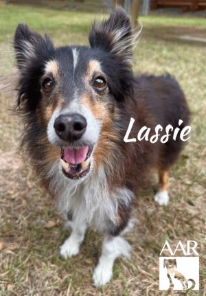 Lassie