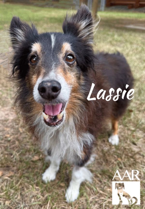 Lassie