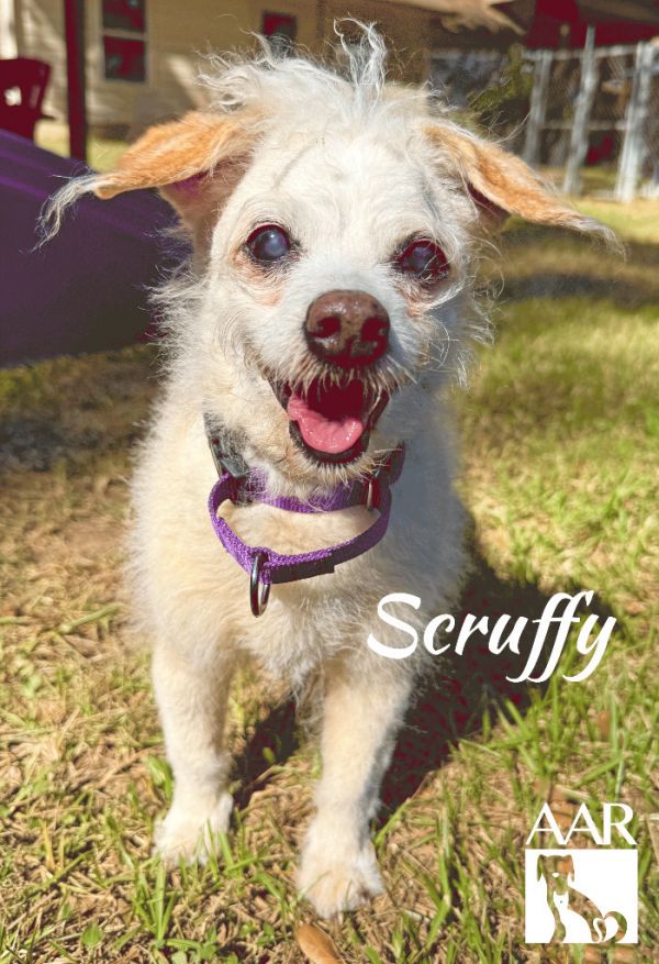 Scruffy
