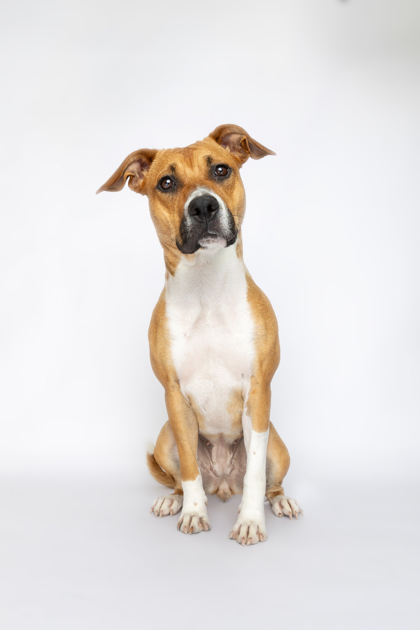 Coconut, an adoptable Pit Bull Terrier, Mixed Breed in Harbor Springs, MI, 49740 | Photo Image 1