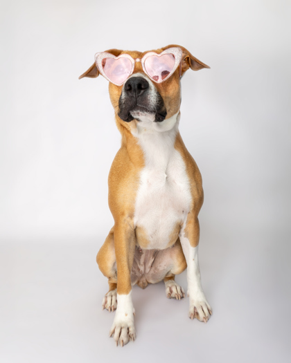 Coconut, an adoptable Pit Bull Terrier, Mixed Breed in Harbor Springs, MI, 49740 | Photo Image 2