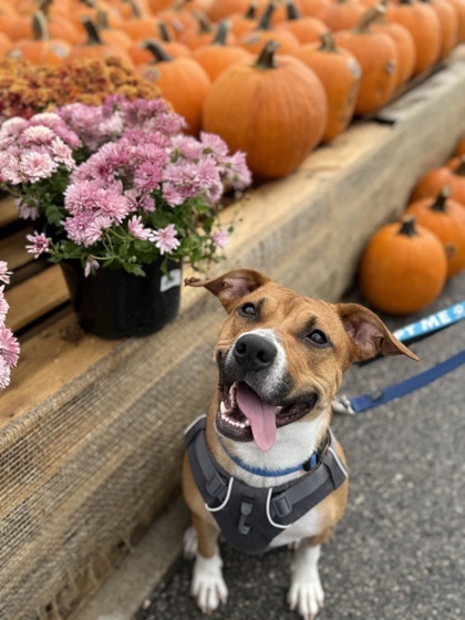 Coconut, an adoptable Pit Bull Terrier, Mixed Breed in Harbor Springs, MI, 49740 | Photo Image 3