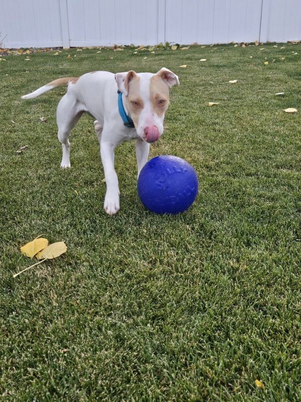 Roulette thumbnail 6