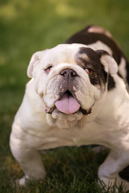 ANGUS