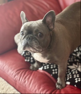 Nova
