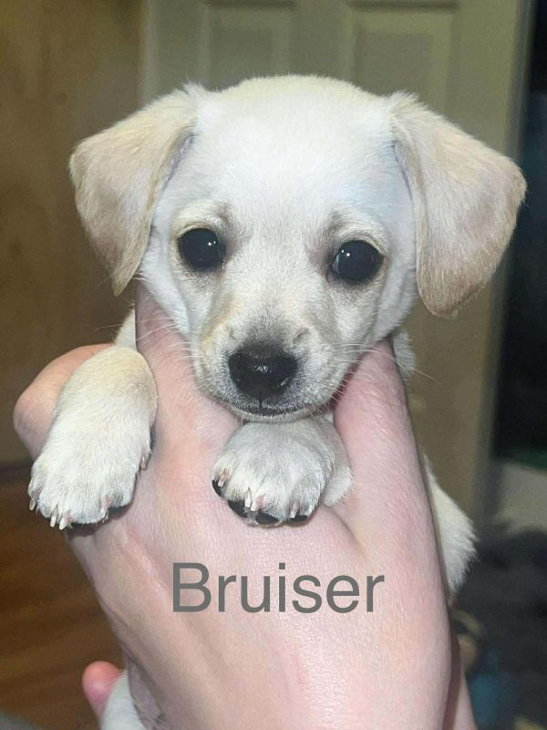 Bruiser