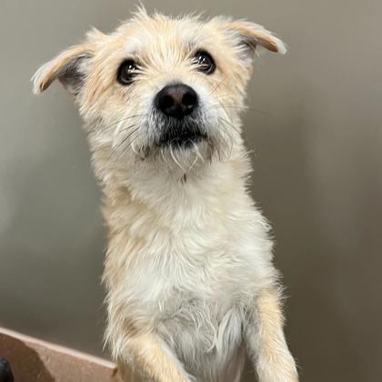 Scrappy Sam thumbnail 2