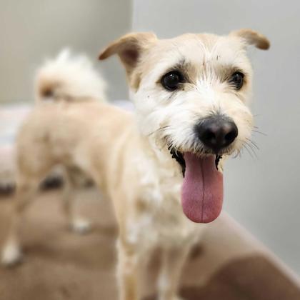 Scrappy Sam thumbnail 3