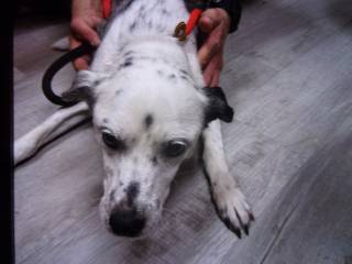 Daisy