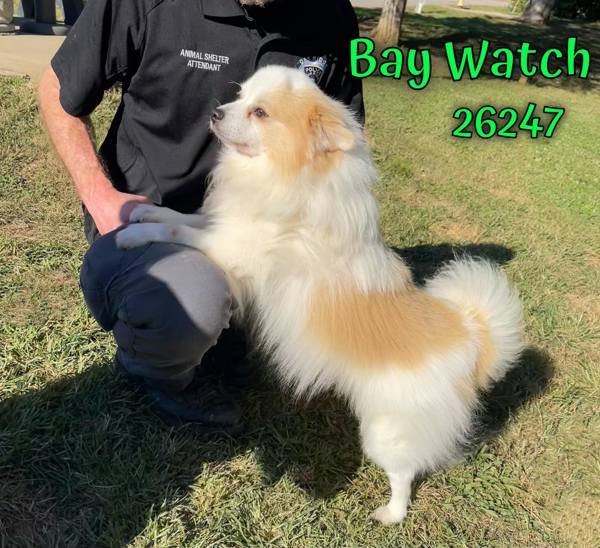 Bay Watch