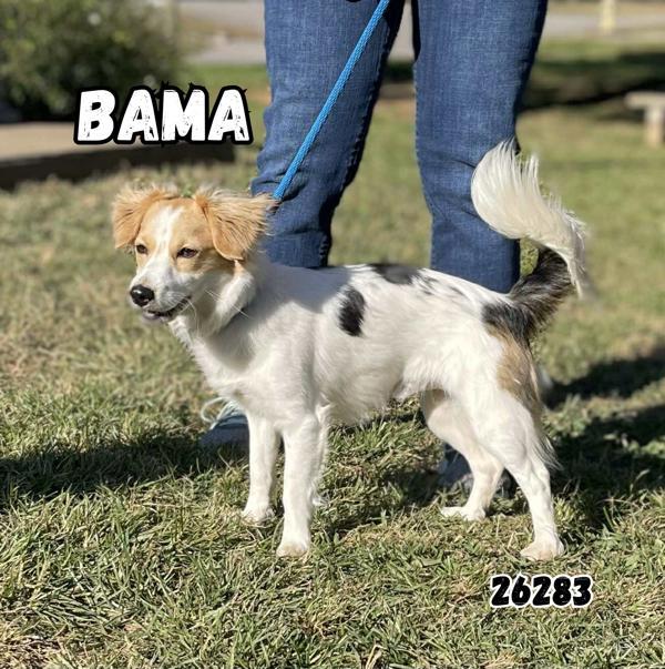 Bama