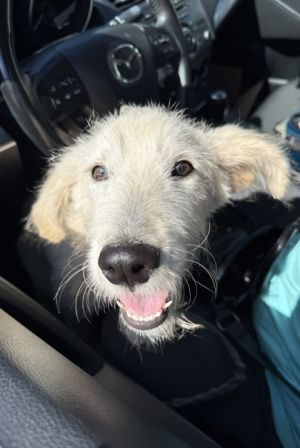 Taurus- ADOPTED!