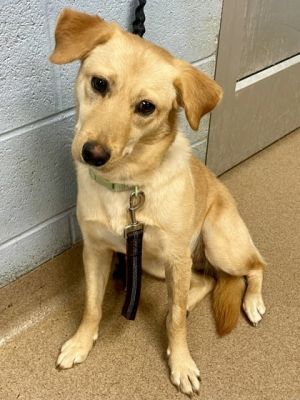 Sage -ADOPTED