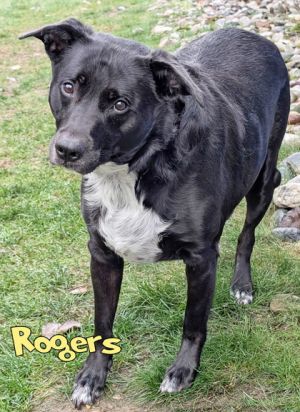 Rogers