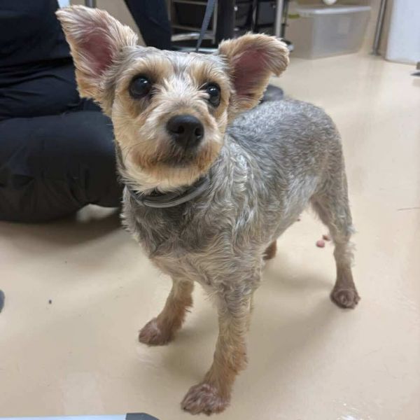 Caramel Apple photo 1