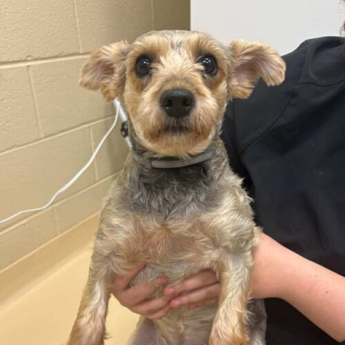 Caramel Apple thumbnail 2