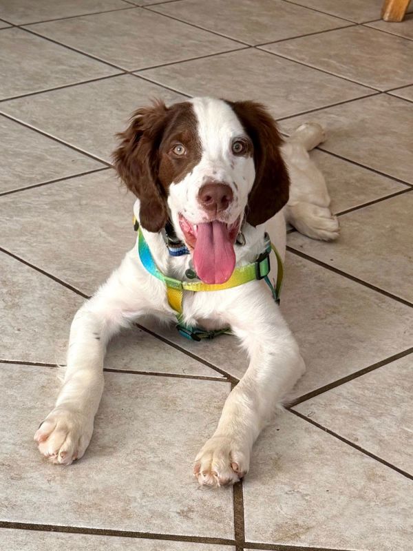 Ilgriffin thumbnail 2