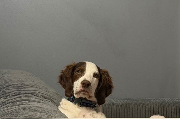 Ilgriffin thumbnail 3