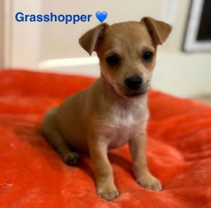 Grasshopper