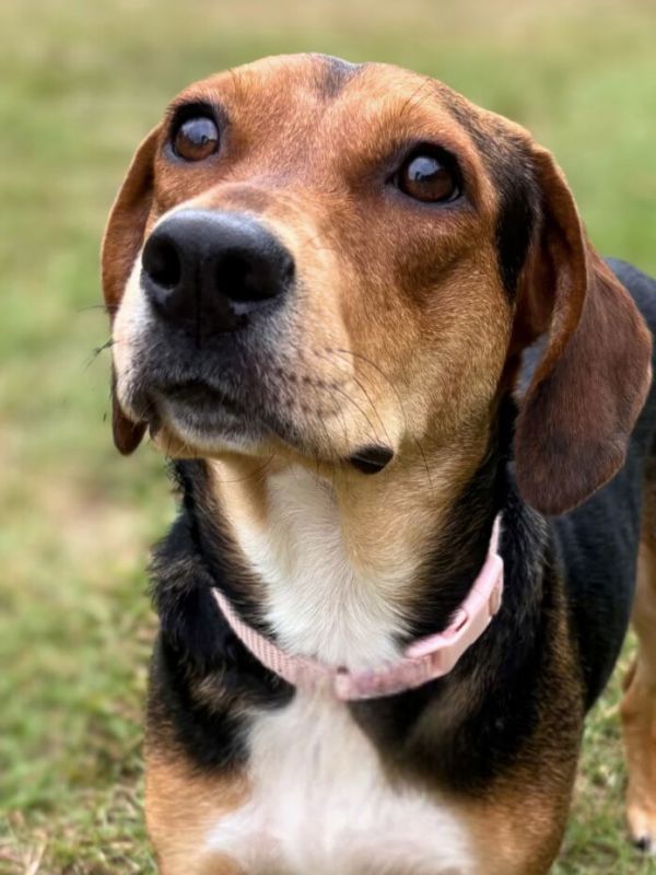 Darla II