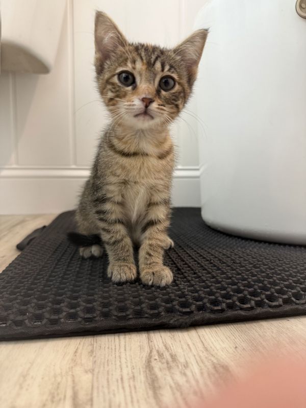 Clarabelle thumbnail 2