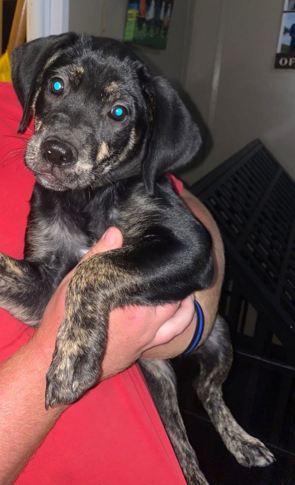 Daisy Mae
