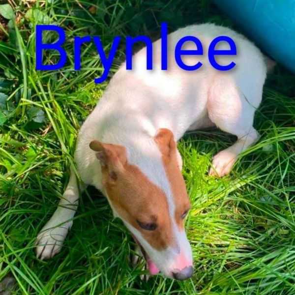 Brylee