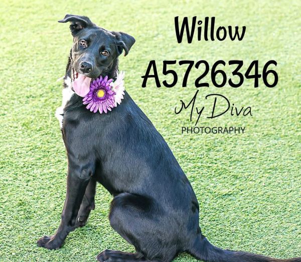 Willow 2
