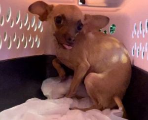 RRT - Dog 1 3/26/22