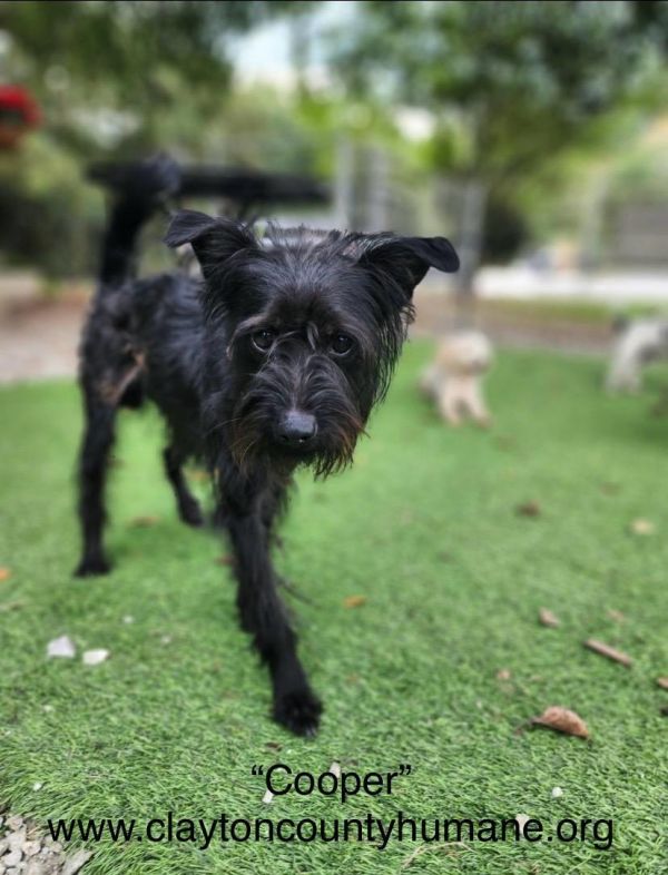 Cooper