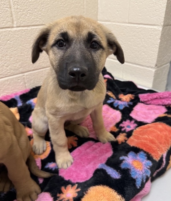 Fester, an adoptable Mixed Breed in Great Falls, MT, 59405 | Photo Image 1