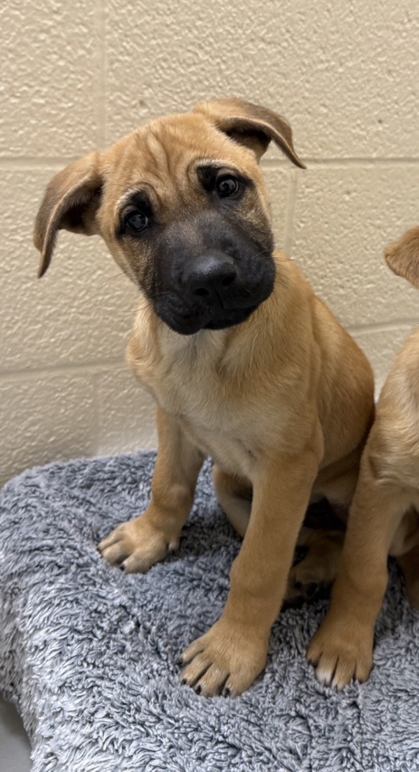 Riff Raff, an adoptable Mixed Breed in Great Falls, MT, 59405 | Photo Image 1