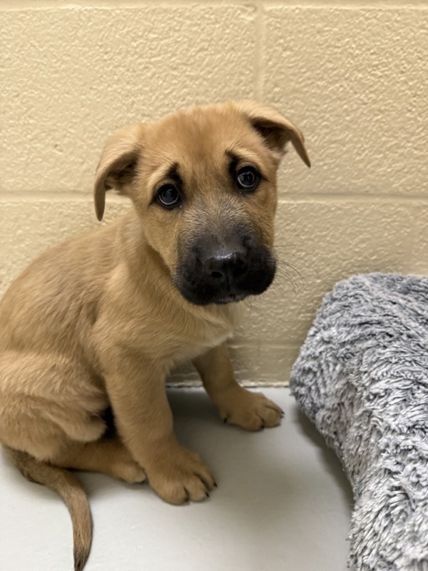 Brad, an adoptable Mixed Breed in Great Falls, MT, 59405 | Photo Image 1