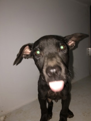 Peanut