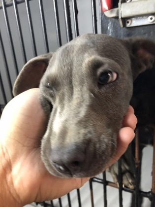Mocha